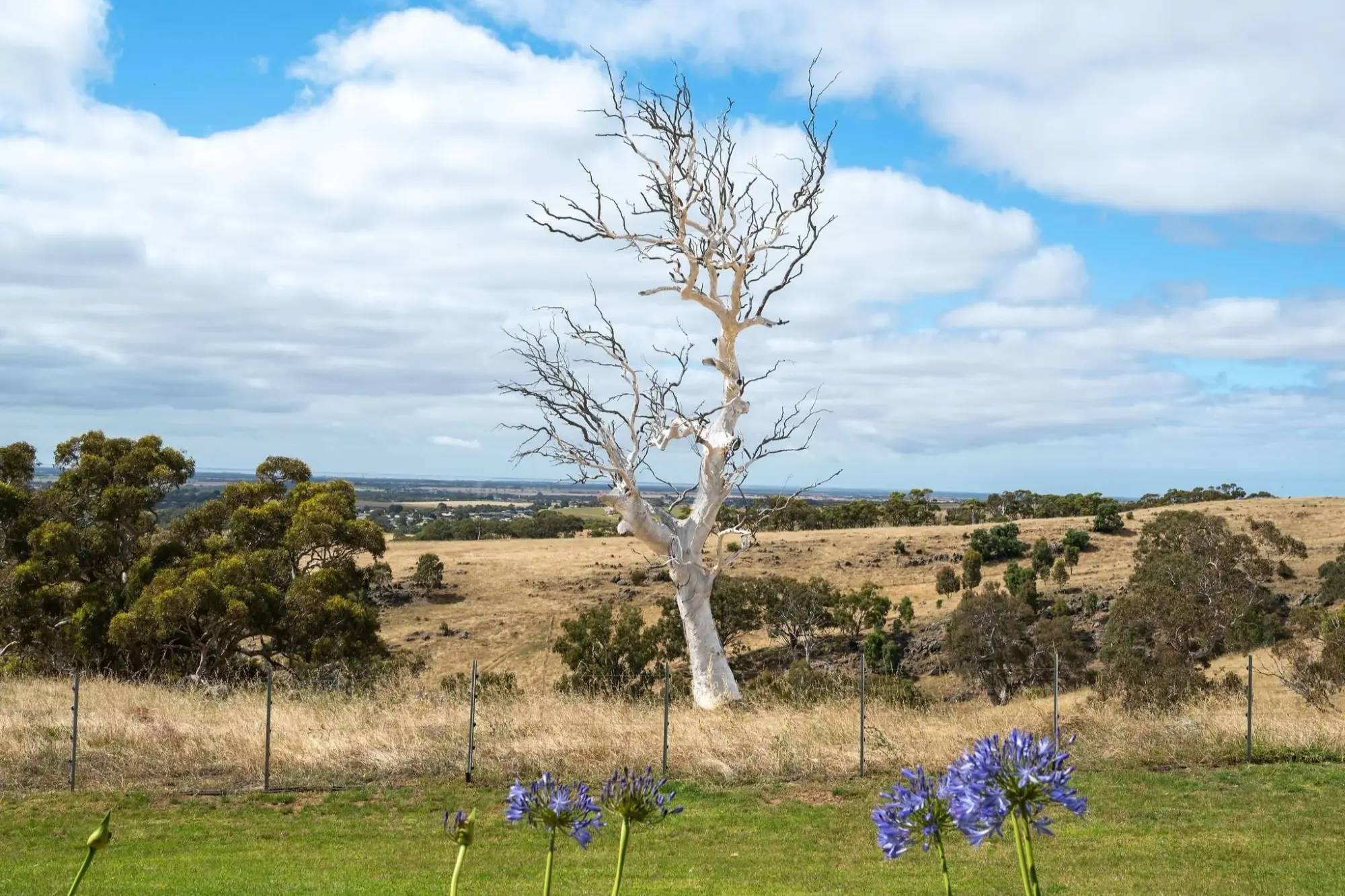 The same white gum in daylight, agapanthus flowering along the fence line and the valley falling away behind it.